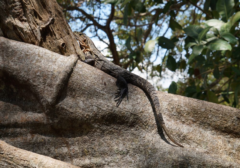 Lézard - parc Manuel Antonio - Costa rica