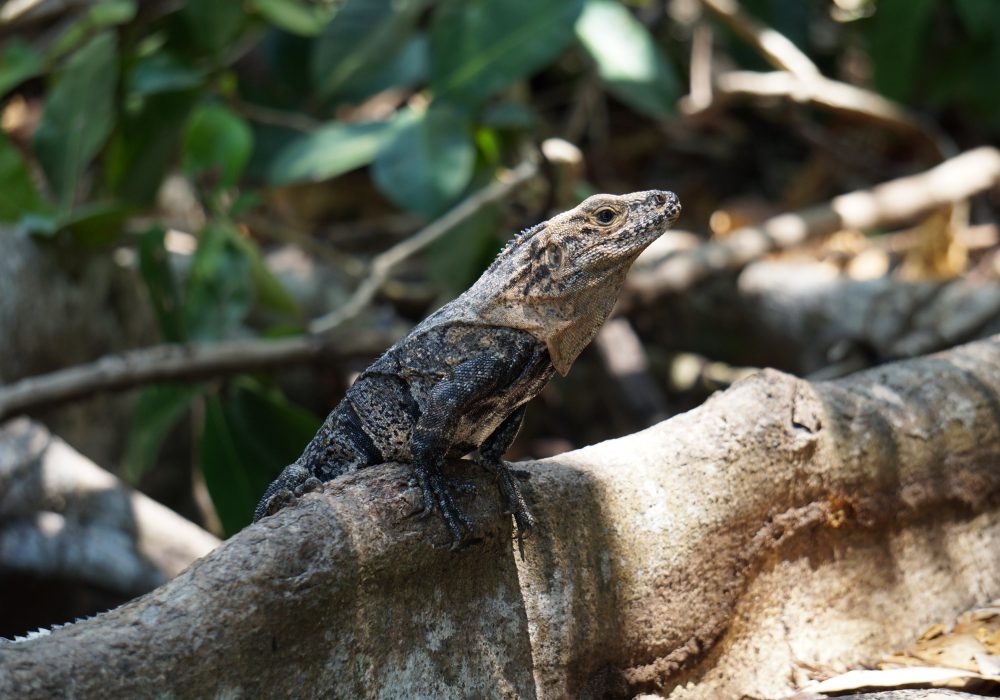 Lézard -  parc national Manuel Antonio - Costa rica