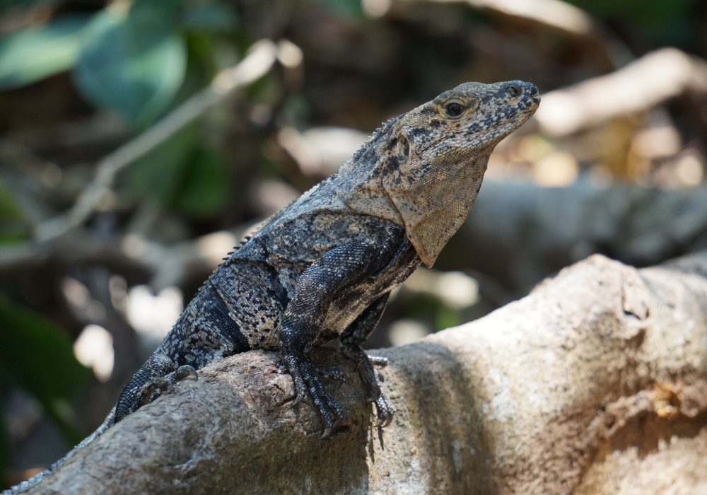 Lézard - parc Manuel Antonio - Costa rica