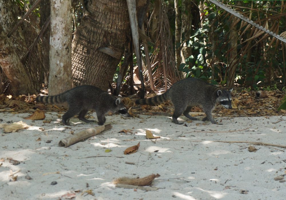 Raton Laveur - parc Manuel Antonio - costa rica