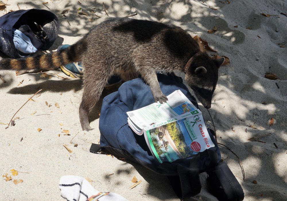 Raton laveur qui attaque nos sacs à dos à la recherche de banane - parc manuel antonio - Costa rica