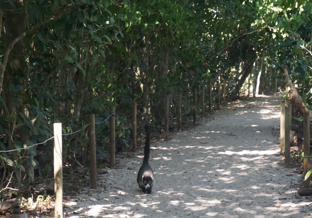 Coati - parc Manuel Antonio - costa rica