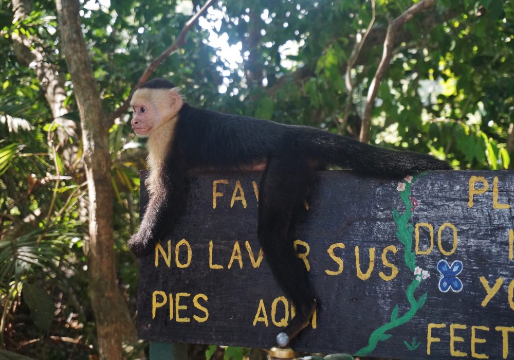 Singe capucin - parc Manuel Antonio - costa rica