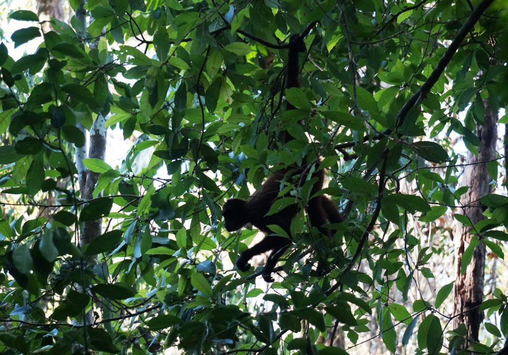 Singe araignée - Parc national de Corcovado - Costa rica