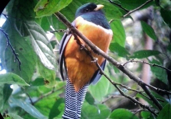 Oiseau - Orange bellied Trogon - réserve de monteverde - costa rica