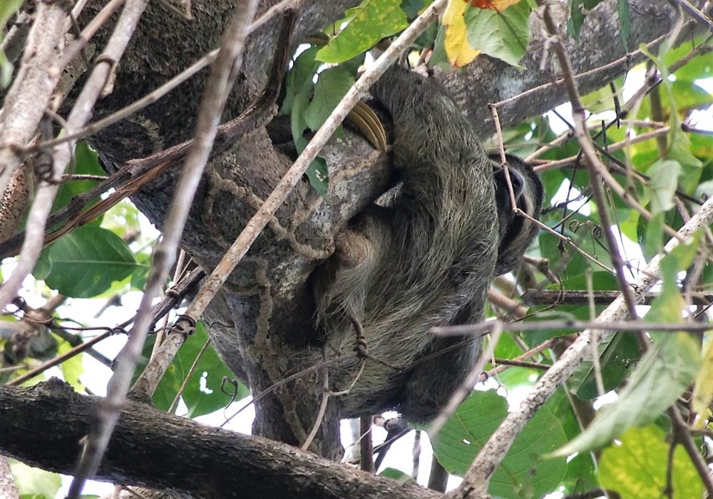 Paresseux - parc national Manuel Antonio - Costa rica