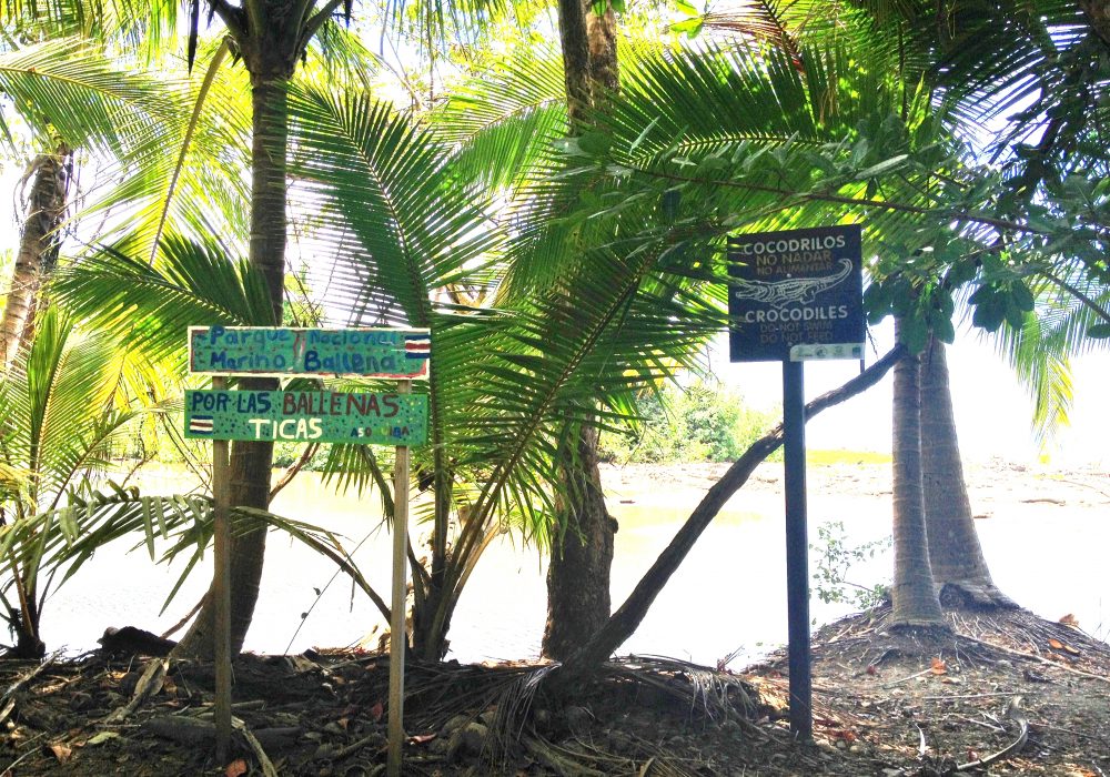 Attention crocodiles - Parc maritime Ballena - Costa rica