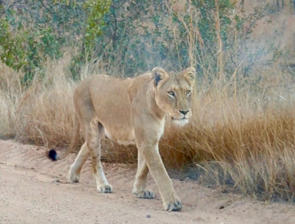 lionne, parc kruger, afrique du sud