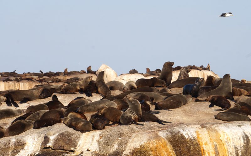 Duiker island, Otaries du Cap, Hout Bay, Cape Town, Afrique du sud