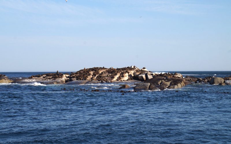 Duiker island, Otaries du Cap, Hout Bay, Cape Town, Afrique du sud