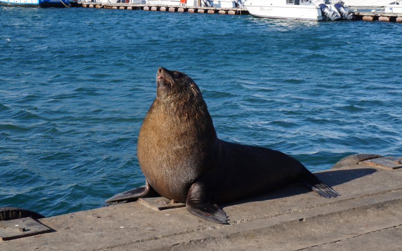 Otaries du Cap, Hout Bay, Cape Town, Afrique du sud