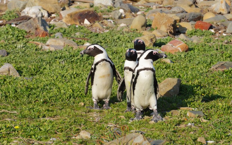 Robben Island, Cape Town, Afrique du Sud