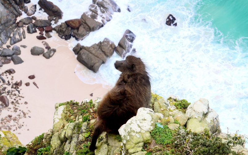 Babouin, Cape point, Cape Town, Afrique du Sud