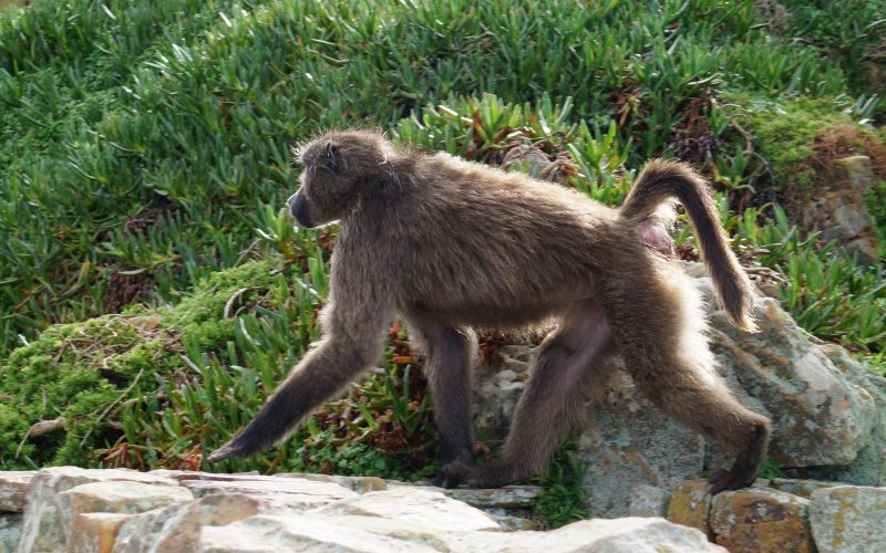 Babouin de Cape Point, Afrique du Sud