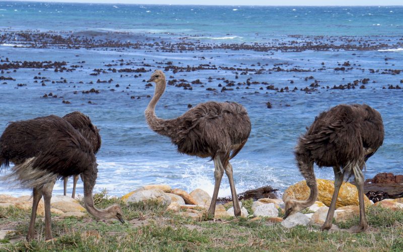 Autruche au Cap de Bonne espérance, afrique du Sud