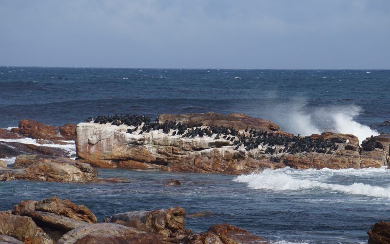 Cap de Bonne espérance, afrique du Sud