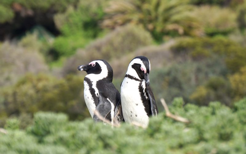 manchot, boulders beach, cape town, afrique du sud