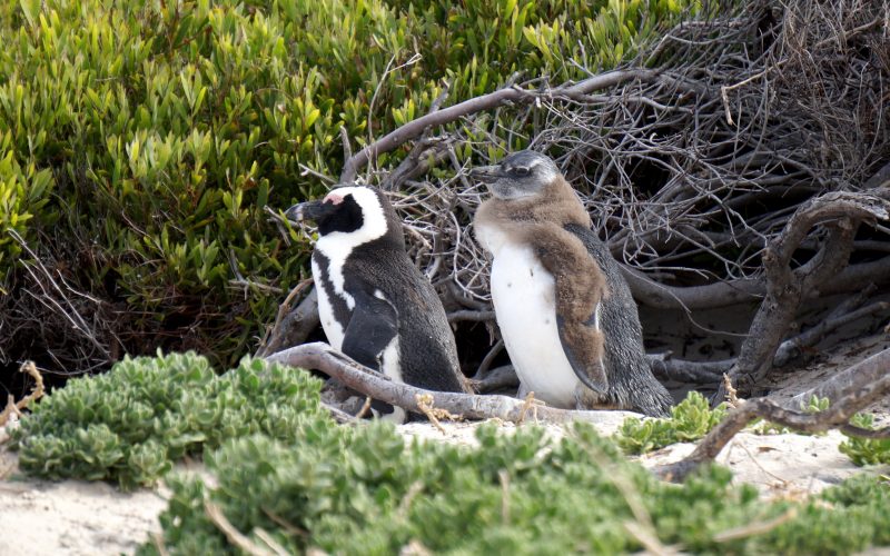 manchot, boulders beach, cape town, afrique du sud