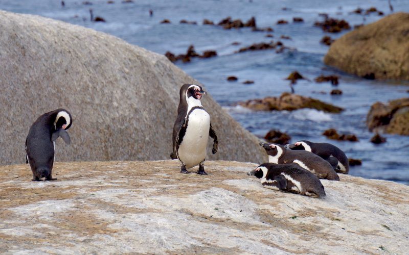 manchot, boulders beach, cape town, afrique du sud