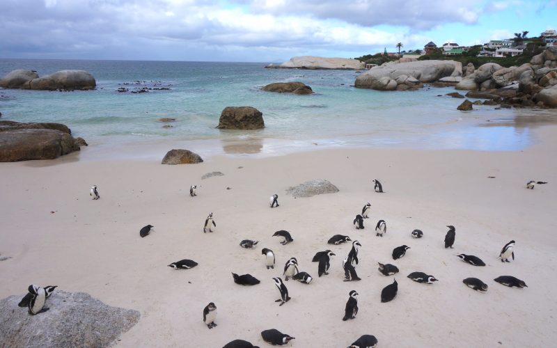 manchot, boulders beach, cape town, afrique du sud