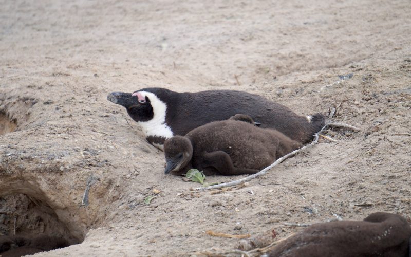 manchot, boulders beach, cape town, afrique du sud