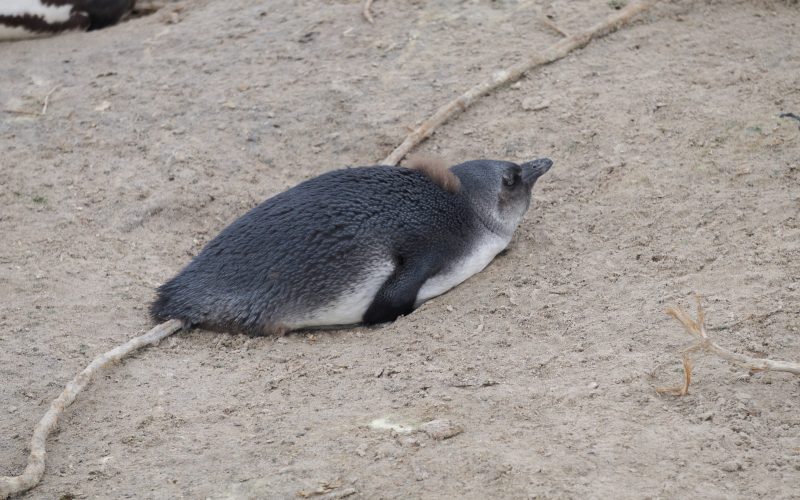 manchot, boulders beach, cape town, afrique du sud