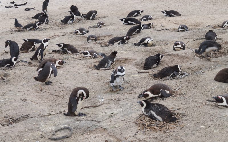 manchot, boulders beach, cape town, afrique du sud