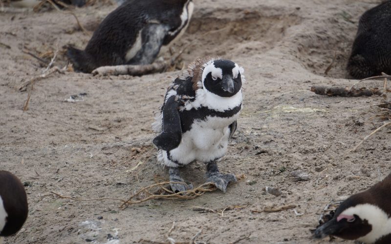 manchot, boulders beach, cape town, afrique du sud