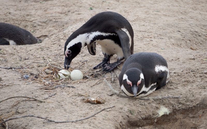 manchot, boulders beach, cape town, afrique du sud