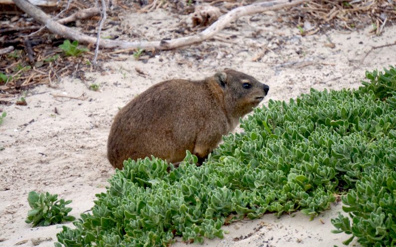 Daman, boulders beach, cape town, afrique du sud