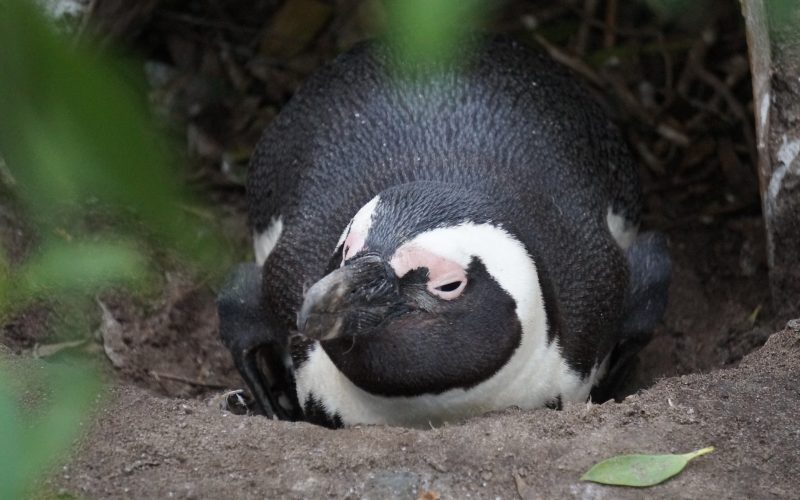 manchot, boulders beach, cape town, afrique du sud