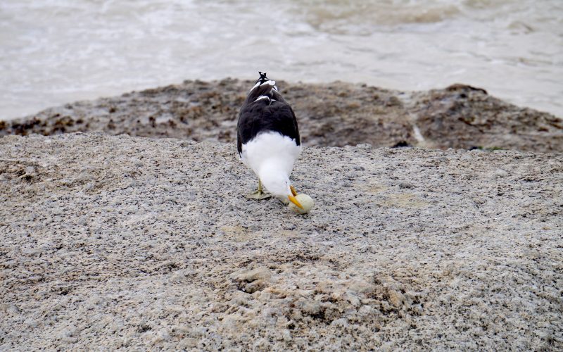 mouette, boulders beach, cape town, afrique du sud