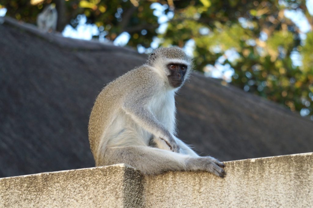 singe ste lucia afrique du sud