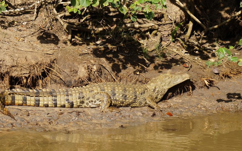 crocodile, ste lucia, afrique du sud