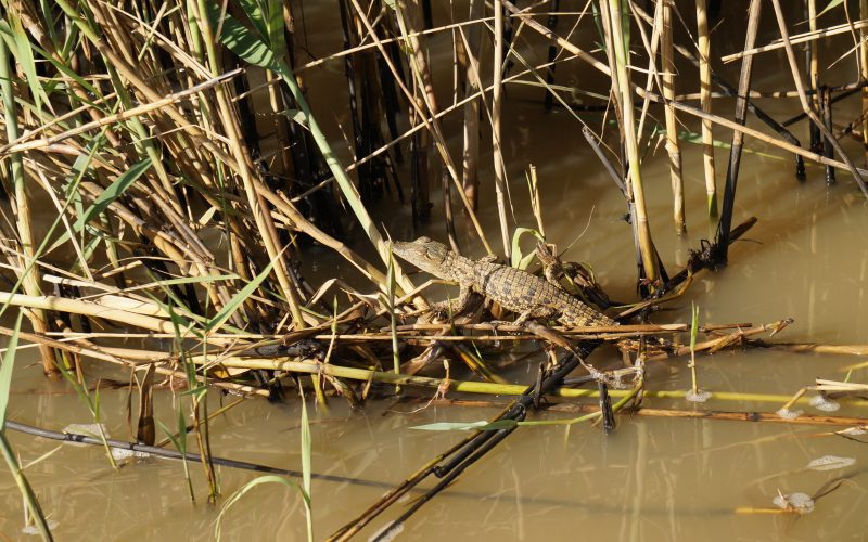 bébé crocodile, ste lucia, afrique du sud