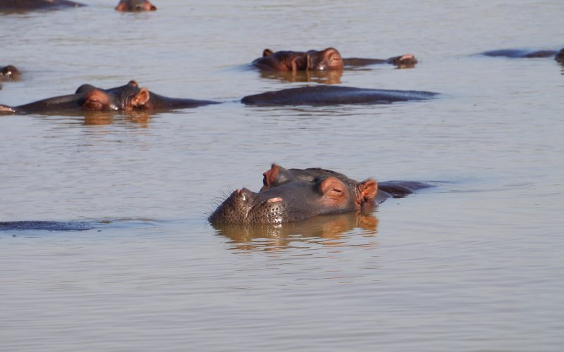 hippopotame, ste lucia, afrique du sud