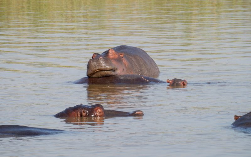 hippopotame, ste lucia, afrique du sud