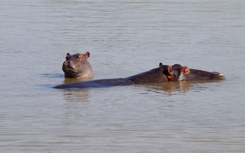 hippopotame, ste lucia, afrique du sud