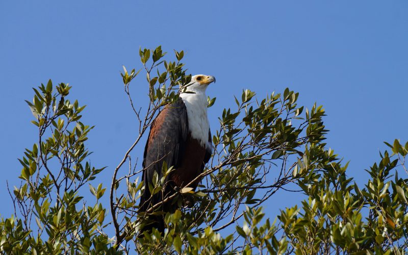 aigle, ste lucia, afrique du sud