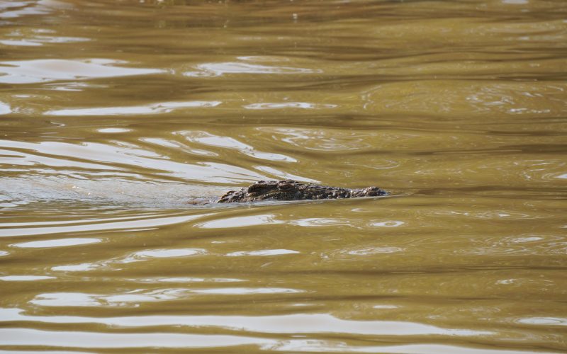 crocodile, ste lucia, afrique du sud