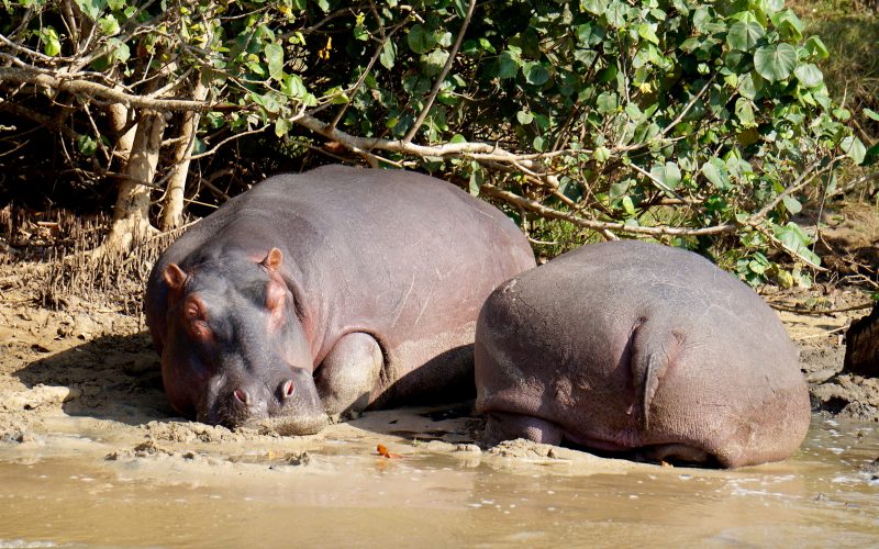 hippopotames, ste lucia, afrique du sud