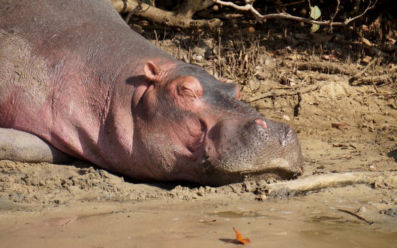 hippopotame, ste lucia, afrique du sud