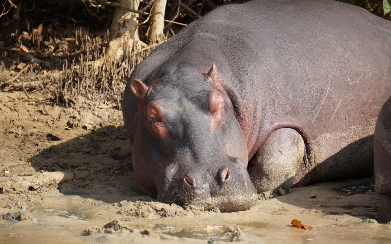 hippopotame, ste lucia, afrique du sud