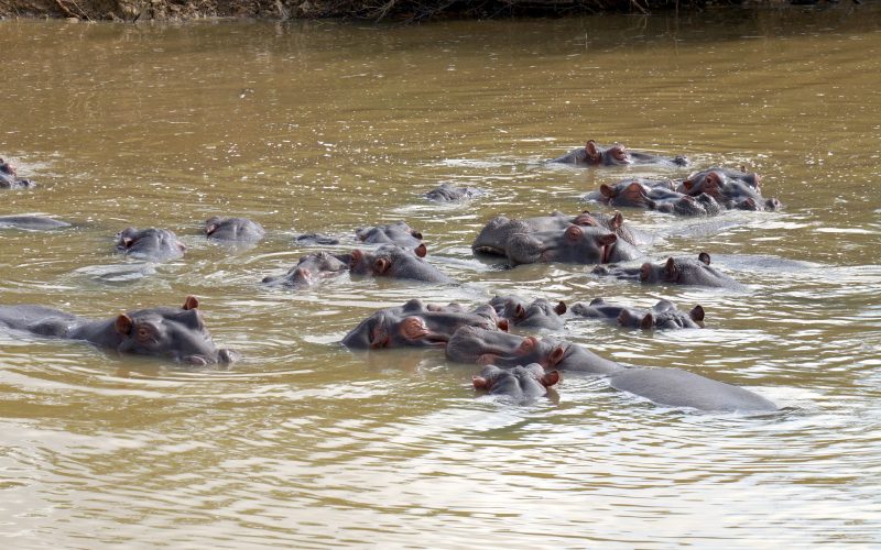 hippopotames, ste lucia, afrique du sud