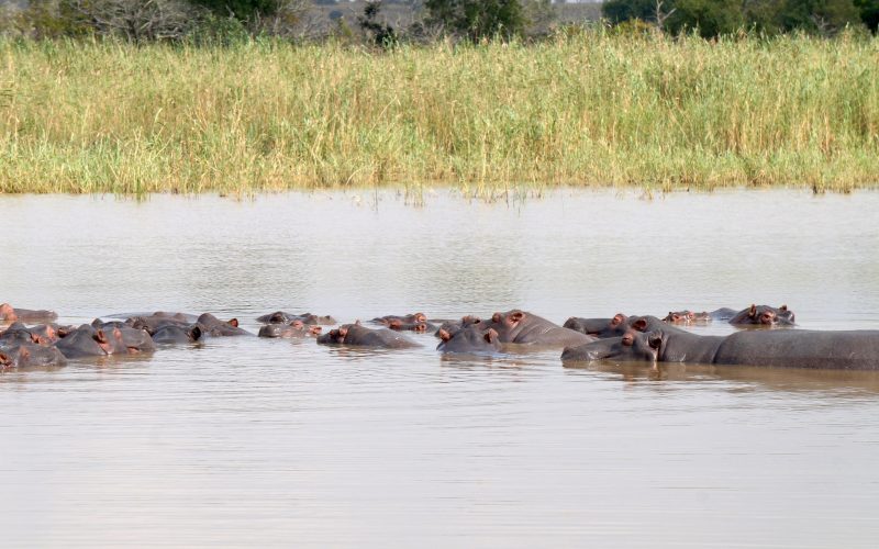 hippopotames, ste lucia, afrique du sud