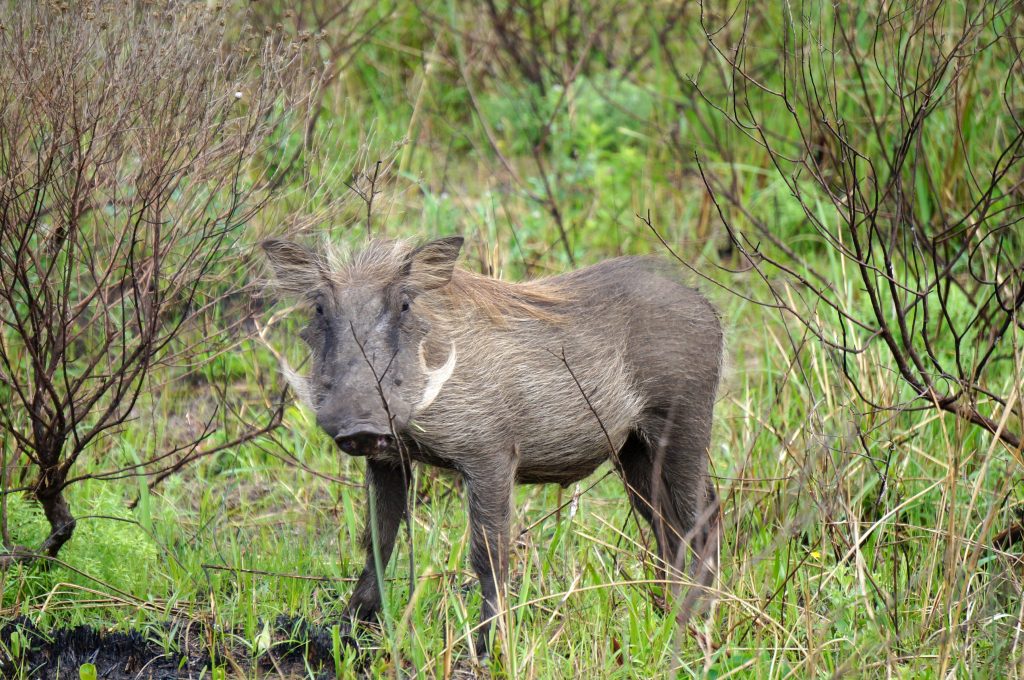 Phacochère, iSimangaliso Wetland Park, st lucia, afrique du sud