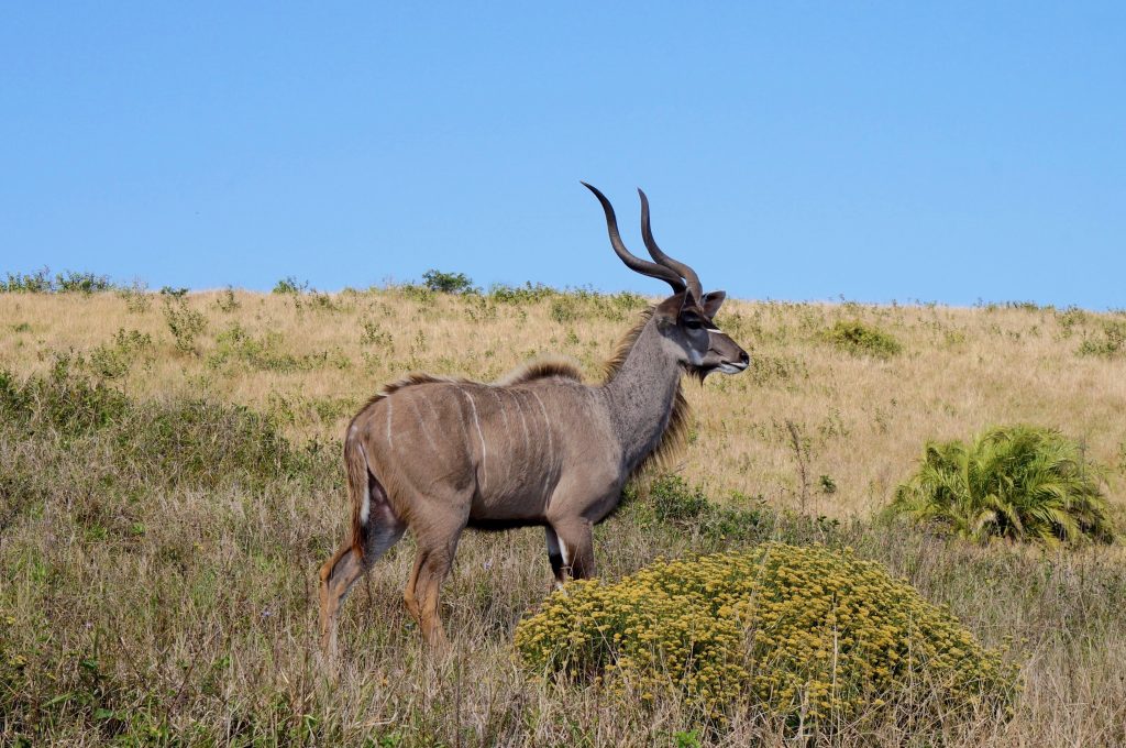 Grand Koudou, iSimangaliso Wetland Park, st lucia, afrique du sud