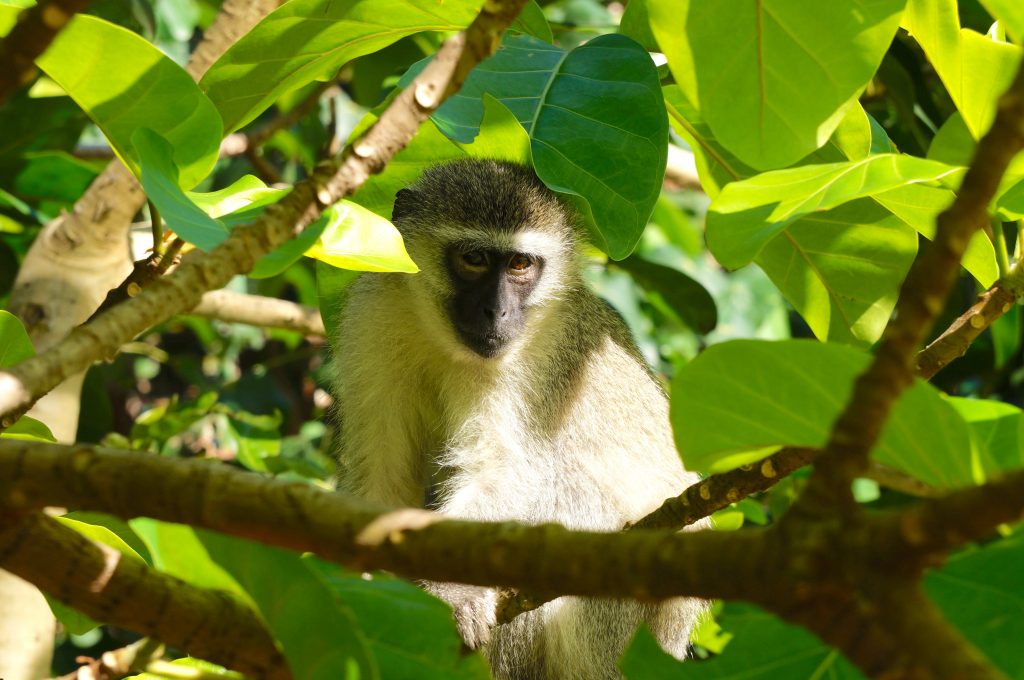 Singe grivet, iSimangaliso Wetland Park, st lucia, afrique du sud