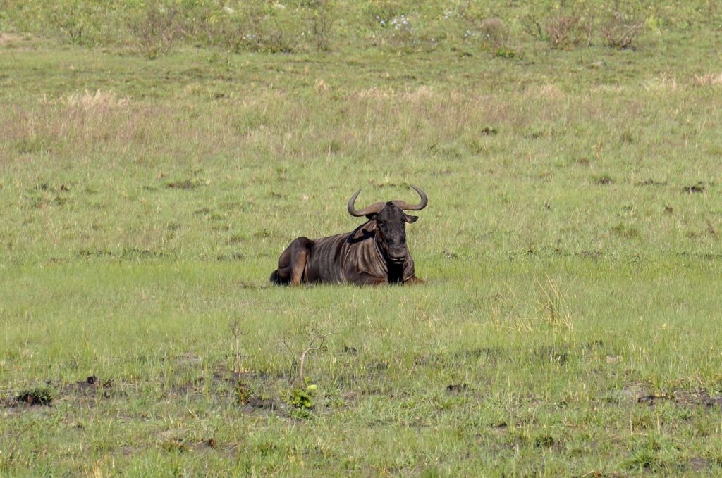 Gnou, iSimangaliso Wetland Park, st lucia, afrique du sud