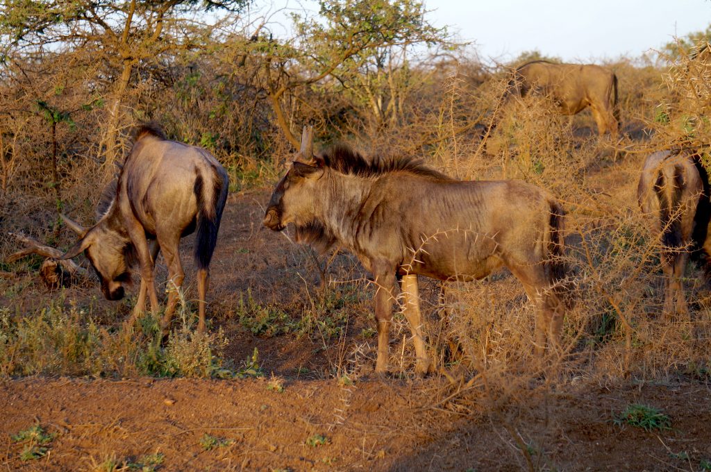 Gnous, Lodge Zulu Nyala heritage, afrique du sud